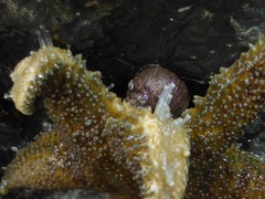 Leptasterias alaskensis