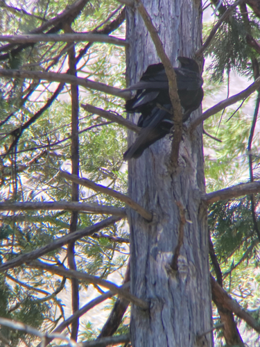 iNaturalist observation photo of Common Raven