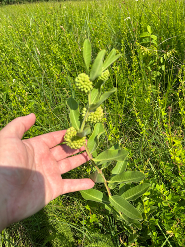 iNaturalist observation photo of green comet milkweed
