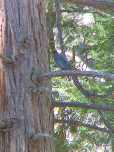 iNaturalist observation photo of Steller's Jay