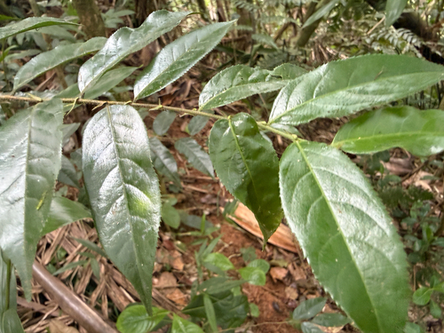 Casearia arborea, 2026-07-14
