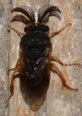 Diprionidae