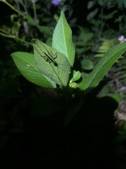 Conocephalus gigantius