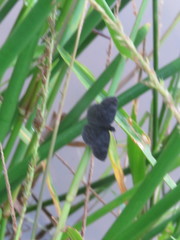 Pellicia
