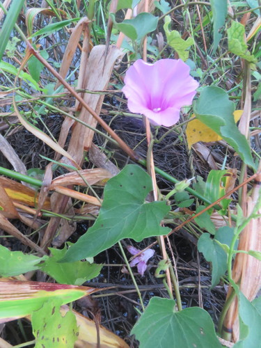 Image of Ipomoea rubens by (c) Vincent A. Vos, some rights reserved (CC BY)
