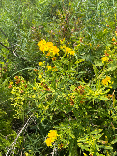 iNaturalist observation photo of Kalm's St. John's-wort