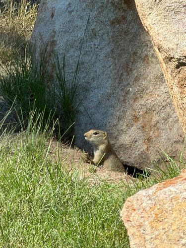 Wyoming Ground Squirrel observed by saintflorafauna