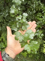 Ribes rotundifolium, photograph author not stated, no rights reserved