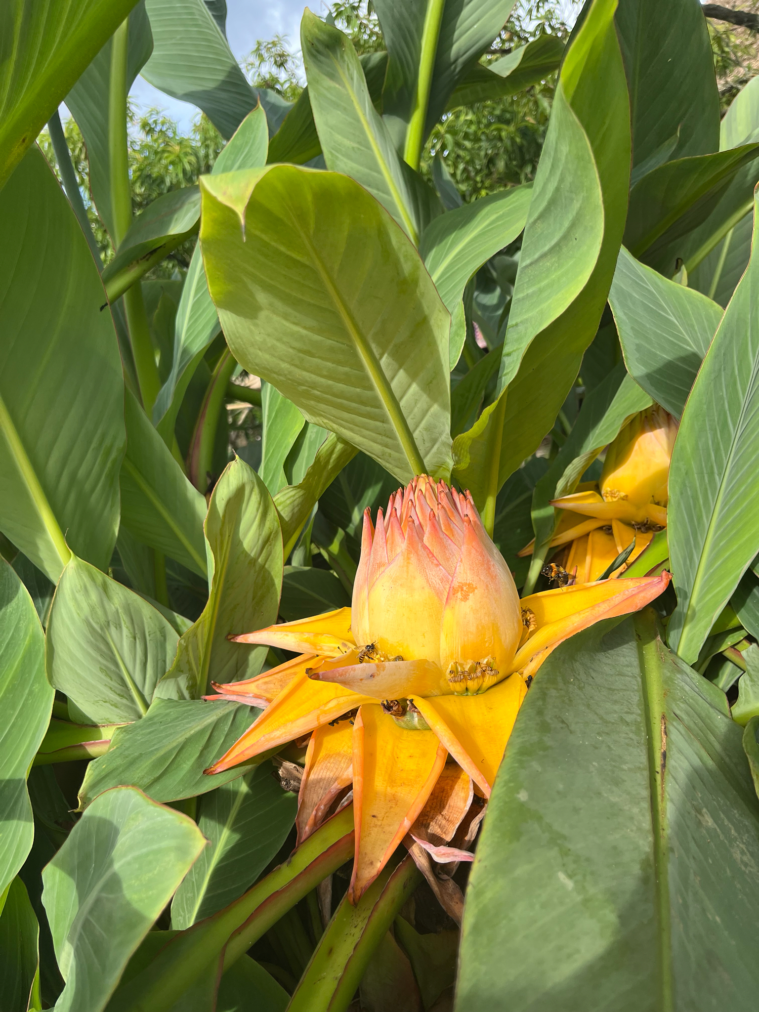 Chuoi Canh (Musella lasiocarpa)