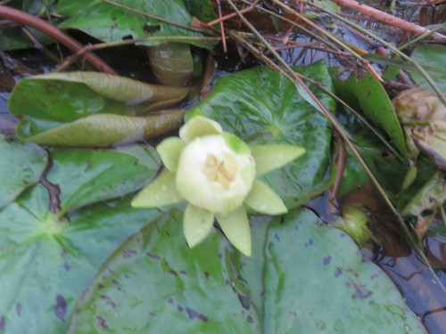 Image of Nymphaea amazonum by (c) Vincent A. Vos, some rights reserved (CC BY)