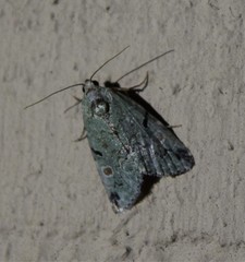 Maliattha concinnimacula