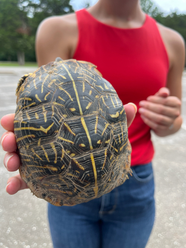 Ornate Box Turtle