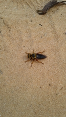 Laphria saffrana