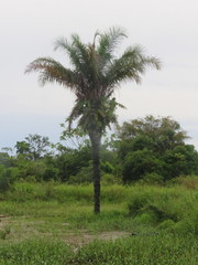 Astrocaryum aculeatum