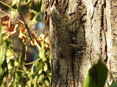 Sceloporus lundelli