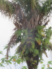 Astrocaryum aculeatum