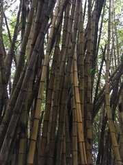 Bambusa vulgaris image