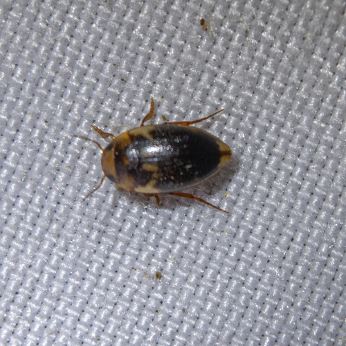 Neoporus striatopunctatus