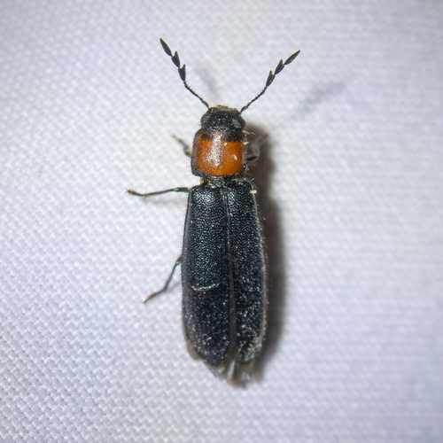 Thoracic Checkered Beetle photo 5