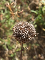 Monardella hypoleuca hypoleuca