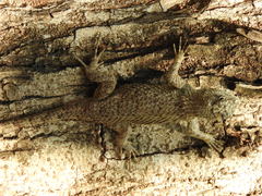 Sceloporus lundelli