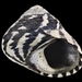 Mudflat Top Shell - Photo (c) Auckland War Memorial Museum, some rights reserved (CC BY), uploaded by Auckland War Memorial Museum