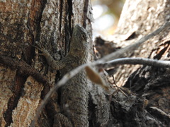 Sceloporus lundelli