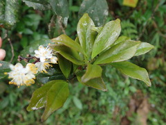 Symplocos macrostroma