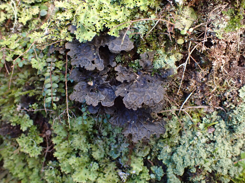 Lobaria dictyophora