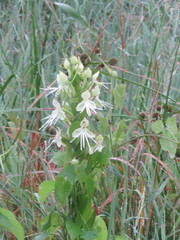 Habenaria melvillei