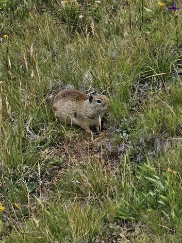 Belding's Ground Squirrel observed by kroznai