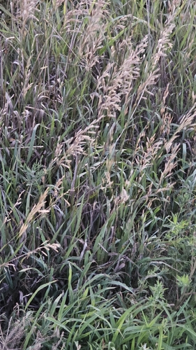 Smooth Brome