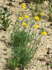 Eschscholzia androuxii