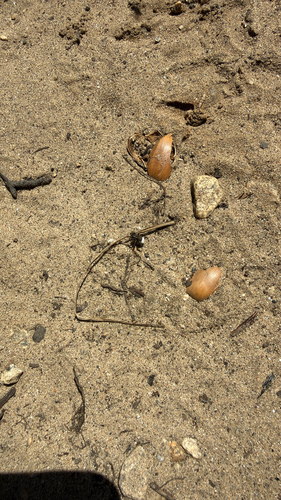iNaturalist observation photo of Winged and Once-winged Insects