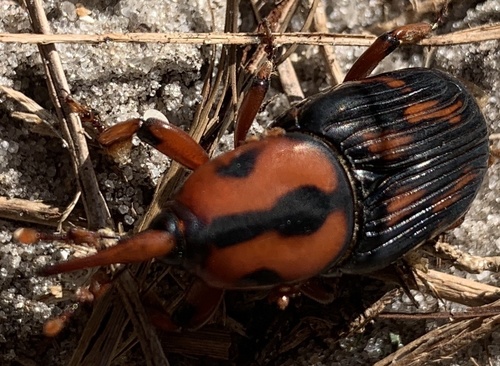 Palmetto Weevil photo 4