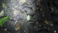 Panchlora thalassina