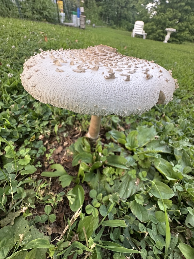 Green-spored Parasol · July 2026 · photo: Photo: (c) Andrew Conboy, some rights reserved (CC BY) · iNaturalist
