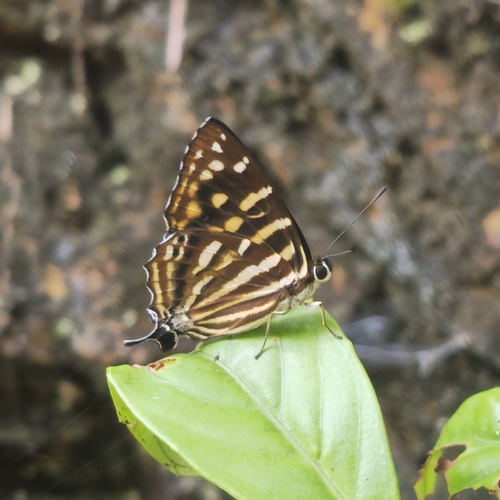 Dodona maculosa