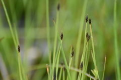 Eleocharis wolfii