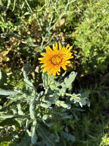 False Sow-thistle