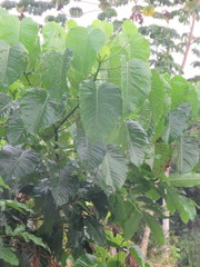 Hura crepitans
