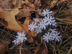 Phlox bifida bifida