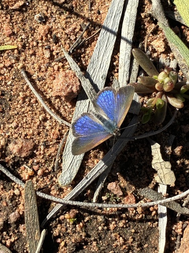 Erina hyacinthina simplex