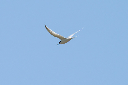 iNaturalist image