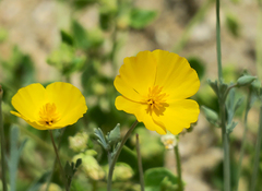 Eschscholzia androuxii