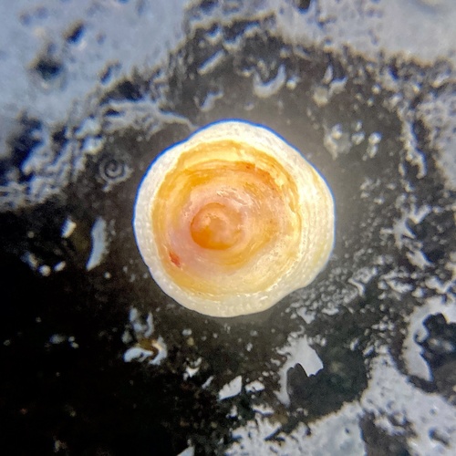 Hipponix grayanus observed 2026-07-14