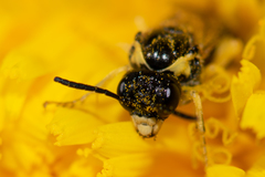 Tenthredo talyshensis