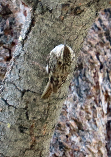 iNaturalist observation photo of Brown Creeper
