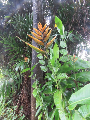 Heliconia librata (Heliconia librata)