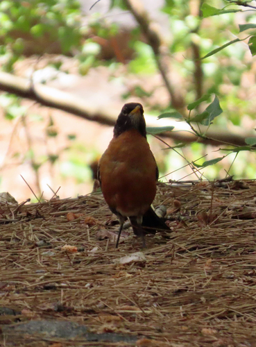 iNaturalist observation photo of American Robin